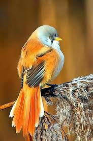 Pin Von Sayinc Auf Yucatan Vogel Als Haustiere Hubsche Vogel Bunte Vogel