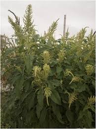 Image result for Amaranthus thunbergii