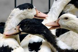 See making a candidate vaccine virus (cvv) for a highly pathogenic avian influenza (bird flu) virus for more information on this process. Russia Reports World S First Case Of Human Infection With H5n8 Bird Flu Deccan Herald