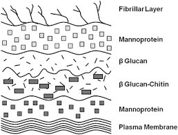 This means they have to absorb sugars for their nutrition, rather than being able to make their own food by photosynthesis. The Structure And Function Of The Yeast Cell Wall Plasma Membrane And Periplasm Springerlink