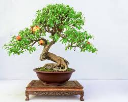 Of all the fruit tree images shown here, bonsai looks smaller in size, as it is one of the best fruit trees to grow indoors. Tiny Bonsai Trees Can Grow Full Sized Apples And Pomegranates