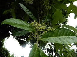 Image result for Chionanthus niloticus