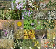Image result for Jamesbrittenia burkeana