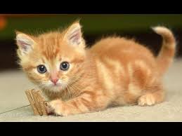 Aksi Lucu Kucing Dan Bayi Bermain Bersama Youtube