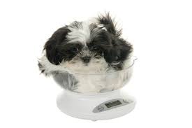 best weight for a shih tzu thriftyfun