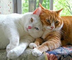 Tva Katter Spela Pussel Gratis Pa Puzzle Factory