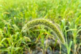 Image result for Setaria italica