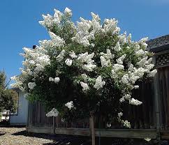 A White Crepe Myrtle Crepe Myrtle Crepe Myrtle Landscaping Pretty Plants
