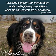 Hundesprüche Hunde