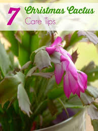 Pin On Gardening Garden Crafts