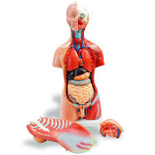 Powerful muscles that move the head and arms attach to these bones as well. Human Torso Anatomy Model 45cm 79 95