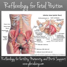 Although We Often Focus Solely On The Bones Of The Pelvis When Looking At Birth Fetal Positioning Is Largely Affected By Unbal Masoterapia Osteopatia Anatomia