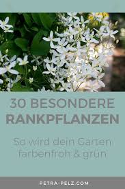 Besondere Kletterpflanzen Fur Deinen Garten In 2020 Pflanzen Kletterpflanzen Garten