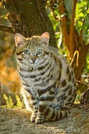 Rare Small Wildcat Of South Africa Called The Black Footed Cat Felis Nigripes Or The Anthill Tiger Also Known As Small Spo Black Footed Cat Spotted Cat Cats