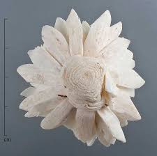 Image result for Aeschynomene afraspera