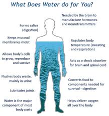 The Water In You Water And The Human Body
