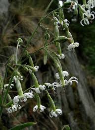 Image result for Silene kiwuensis