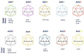 Image result for White 1998 AAV