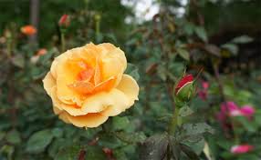 Jetzt eine riesige auswahl an gebrauchtmaschinen von zertifizierten händlern entdecken What Type Of Rose Should I Plant