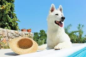 Der natürlich mineralische sonnenschutz simply sunscreen mit spf 30 von vimi natural pet care ist laut hersteller der. Sonnenschutz Fur Hunde