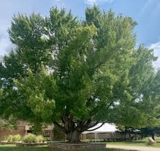 Image result for Sapindaceae