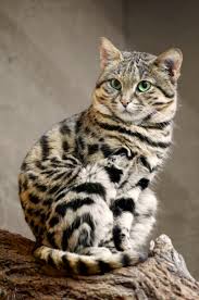 Find resources on adoption, vaccinations, microchipping, and more now. Black Footed Cat Wikipedia