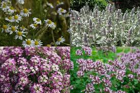 Oregano, thyme, sage, and lavender need really good drainage, and grow slower. 25 Best Types Of Ground Cover Plants And Flowers You Can Grow Florgeous