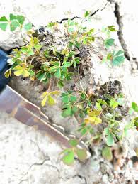 Image result for Marsilea aegyptiaca