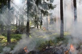 Türkiye'de orman yangınları / yangına nasıl müdahale ediliyor? Yanan Agac Hd Masaustu Duvar Kagitlari Bedava Indir Wallpaperbetter