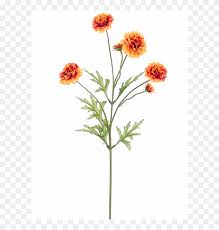 Check spelling or type a new query. 5 Marigold Spray Orange Common Zinnia Hd Png Download 800x800 820928 Pngfind