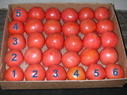 tomatoes sizing international produce training