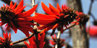 Image result for Erythrina lysistemon
