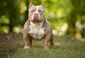 How Much Does An American Bully Cost Bully King Magazine