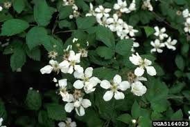 Maybe you would like to learn more about one of these? Invasive Himalayan Blackberry Lassen Volcanic National Park U S National Park Service