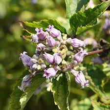 Maybe you would like to learn more about one of these? Clematis Urticifolia Heracleifolia Seeds Clematis Heracleifolia Var Urticifolia Plant World Seeds