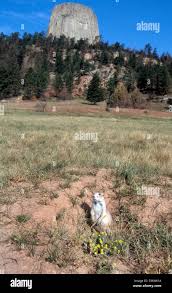 Un Curioso Black Tailed Prairie Dog Emerge De Su Hogar Cerca De Metro Devils Tower National Monument Una Formacion Geologica Que Se Levanta 1 267 Pies 386 Metros Por Encima De Las Praderas En