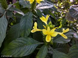 Image result for Barleria setosa