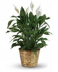 Same day delivery · from $19.99 · 20% off all items Simply Elegant Spathiphyllum Large In Shawano Wi Ollie S Flowers Inc