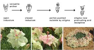 Image result for Goodeniaceae