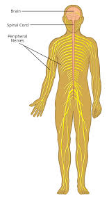 The peripheral nervous system (pns) consists of all the nervous tissue that lies outside the central nervous system. Peripheral Nervous System Label Transparent Png Download 5479295 Vippng