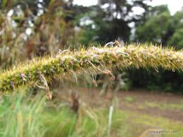Image result for Setaria longiseta