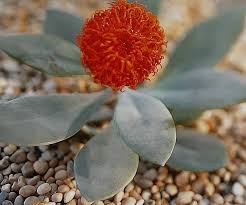 Image result for Kleinia fulgens