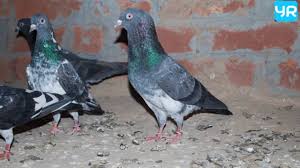 Image result for चिड़िया दाना खाती