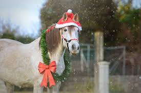 Maybe you would like to learn more about one of these? Horse Trainer Tik Maynard S Christmas Wish List The Horse