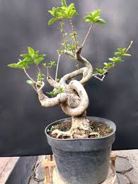Image result for Premna senensis