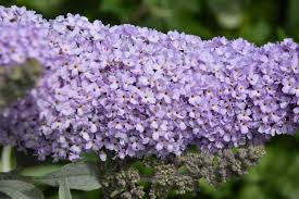 Image result for Gnidia burchellii