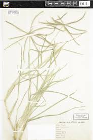 Image result for Enteropogon prieurii
