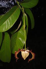 Image result for Landolphia congolensis