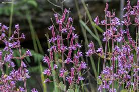 Image result for Aeollanthus rehmannii