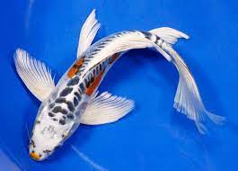 The best japanese koi for sale online and by phone! Okanagan Koi Water Gardens Pet Stores 1605 Garner Road Kelowna Bc Phone Number